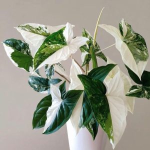 Syngonium varigated -   (السنجونيوم (مبرقش ابيض