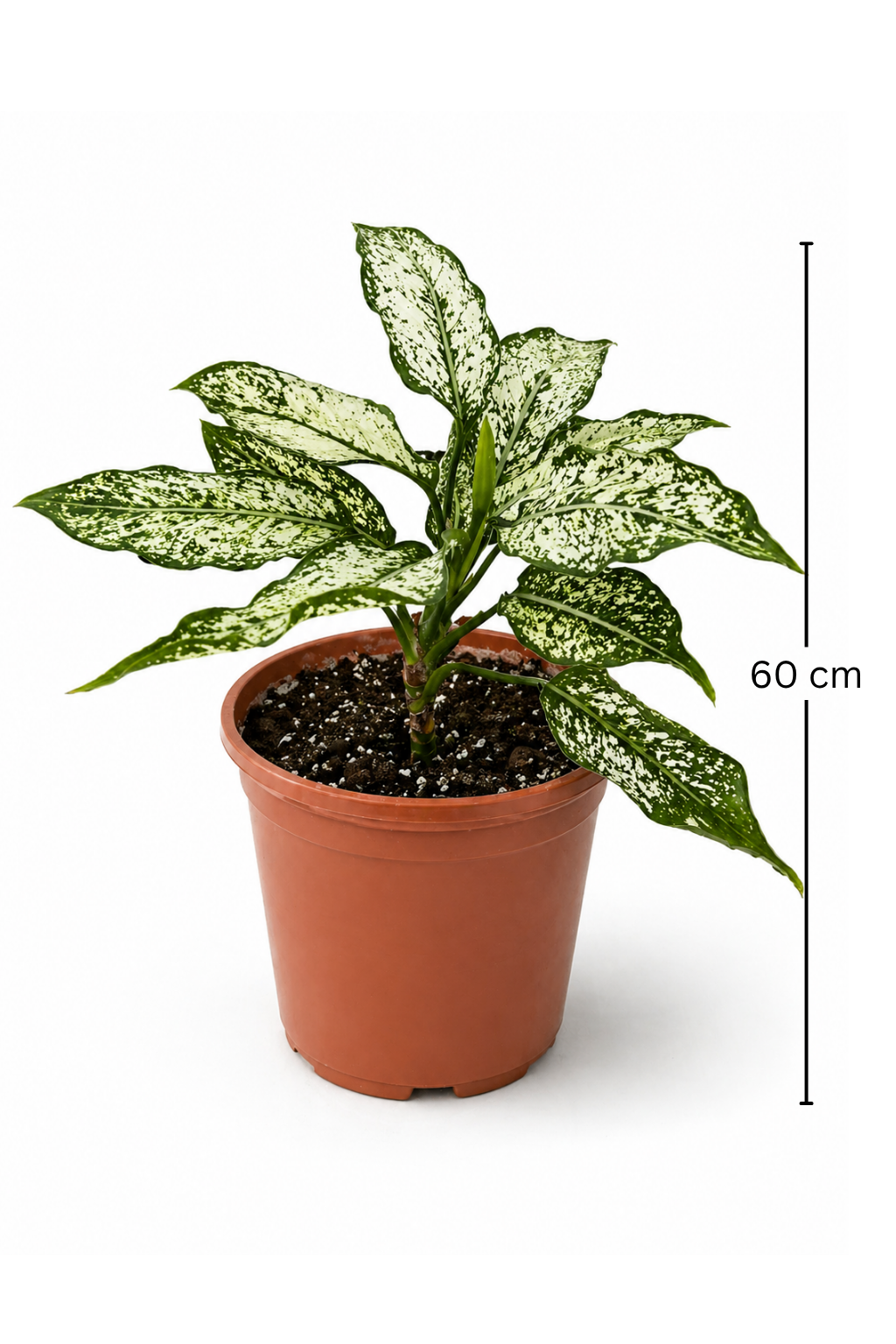 Aglaonema snow white - اجلونيما سنو وايت - Image 2