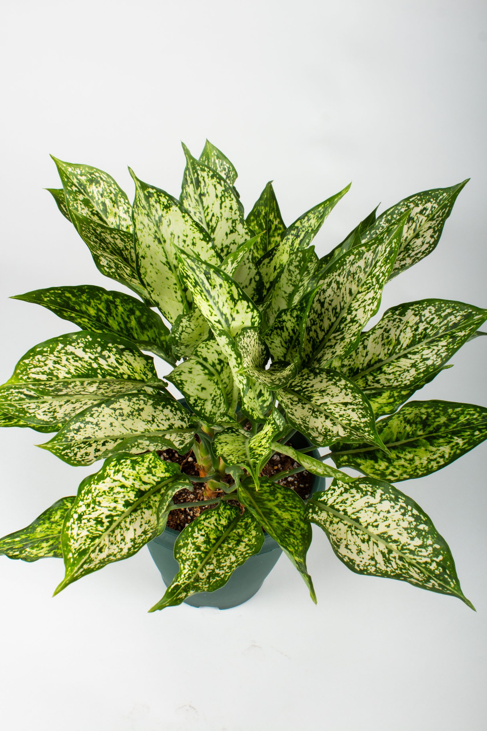 Aglaonema snow white - اجلونيما سنو وايت - Image 3